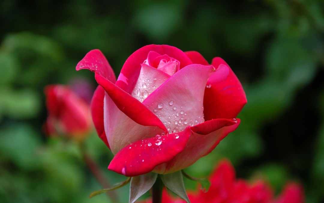 Why You Should Buy Flowers for Yourself …Just Because!